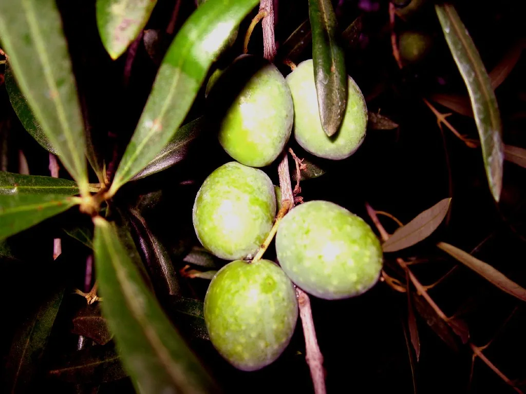 Olive della varietà Itrana ancora verdi sul ramo, tra le foglie dell'olivo